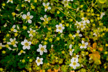 Flowers Of White Saxifrage On A Green Background