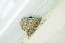Swallow In A Nest On A White Wall
