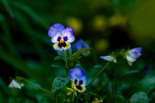 Flowers Of Two-color Violas Close-up In Summer