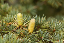 Cone Of A Cedar (Cedrus Libani)