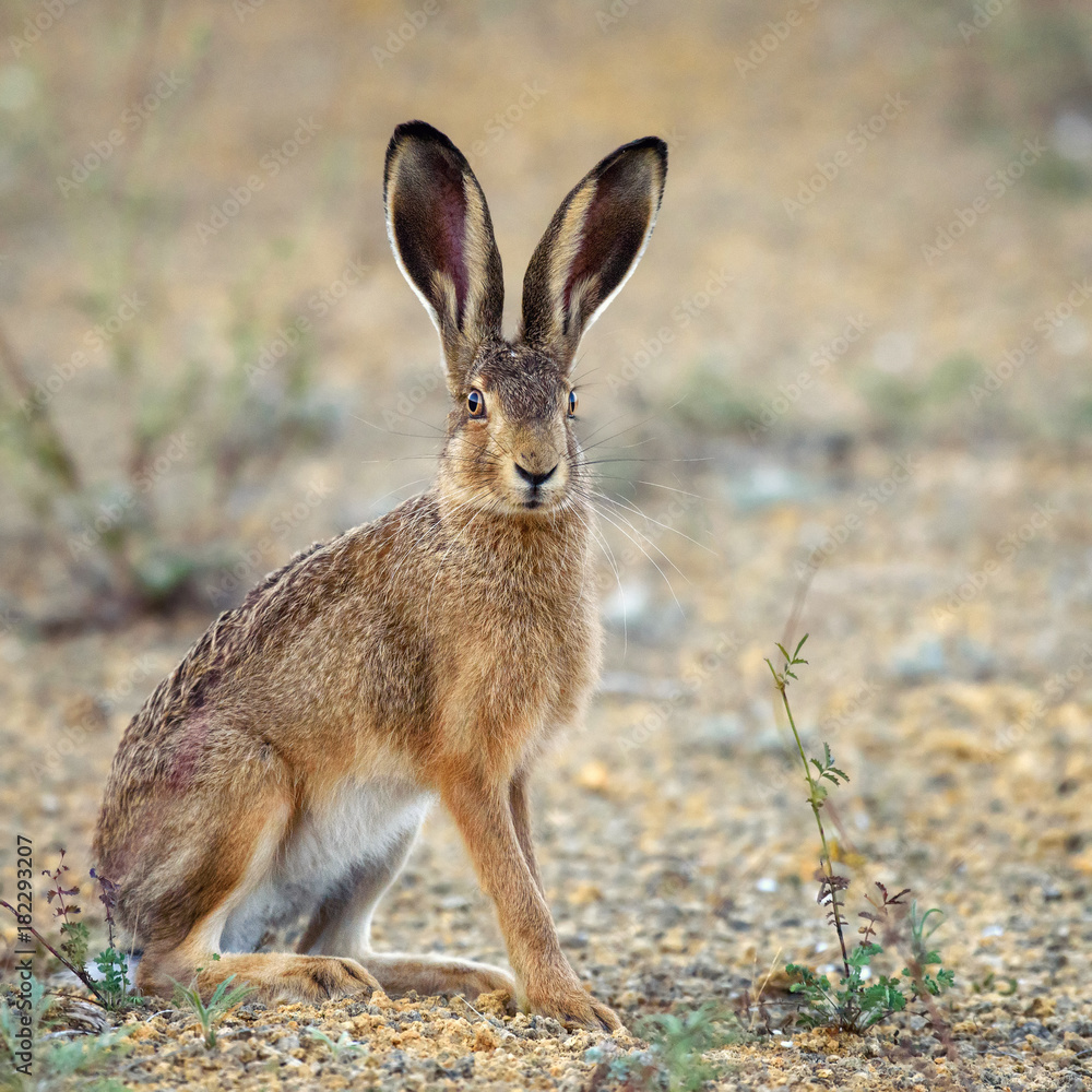 European hare stands on the ground and looking at the camera 