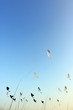 bird-shaped kites in front of a dawning sky at sunset