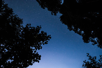 Wall Mural - Stars over the trees at summer night on dark sky. Starfall. Milky way. Pine trees on the foreground.