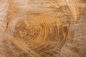 Sticker - Wood texture background, wooden bark close up. Grunge textured image