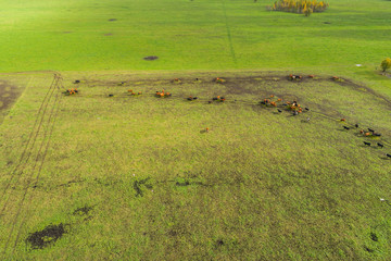 Aerial view of cows in a herd on green pasture in Estonia.