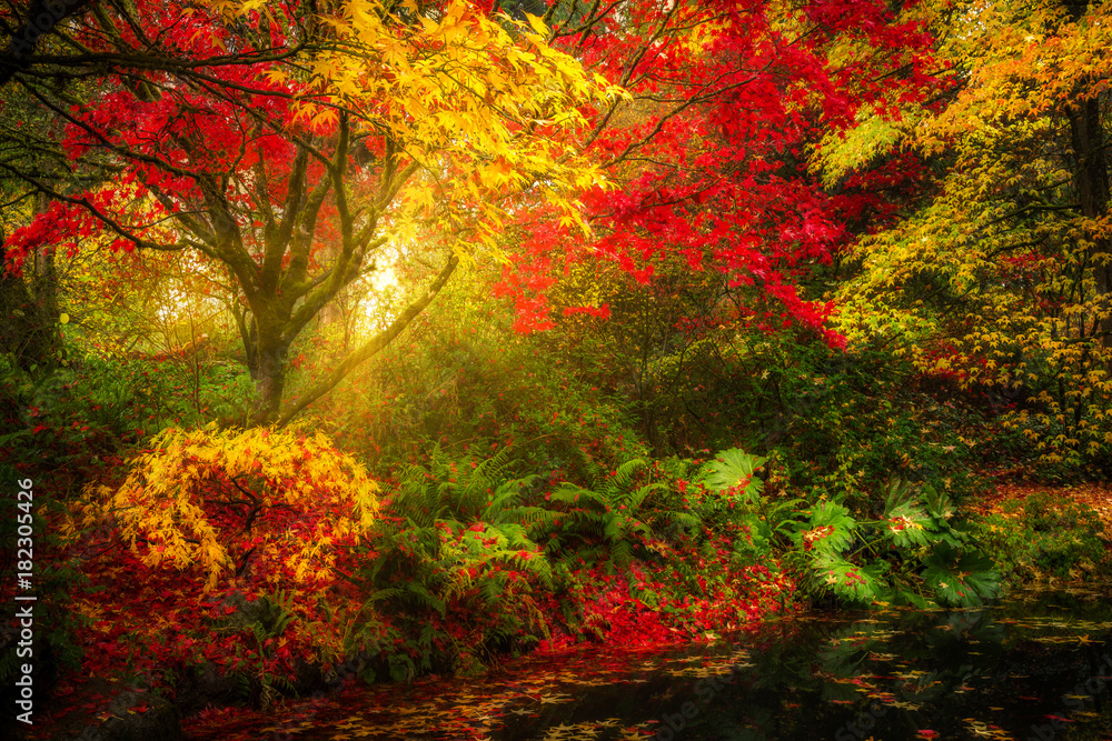 Dreamy fall foliage landscape in Seattle's Washington Park Arboretum botanical Garden - obrazy, fototapety, plakaty 