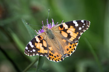 Painted Lady Butterfly On Common Knapweed