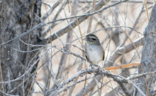 Swamp Sparrow (Melospiza Georgiana) In A Marsh In Colorado During Winter