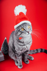 Wall Mural - Grey tabby cat wears Santa's hat on red background. Christmas and New year concept