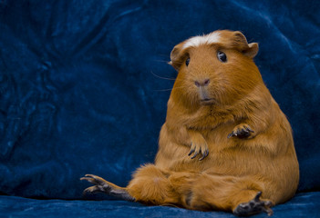 funny guinea pig sitting in a funny pose on the dark blue background (with copy space on the left)