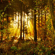 Sonnenstrahlen in einem mystischen Herbstwald im Morgennebel
