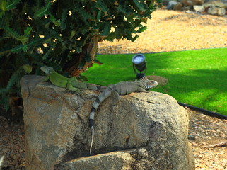 Closeup view on green cute iguana sitting on the beautiful rock. Aruba Island. Nature backgrounds