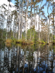  Swamp Reflection