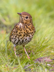 Wall Mural - Song Thrush looking with one eye with green grass background