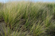 Detail of beach grass and dunes at Point Reyes National Seashore, California, USA