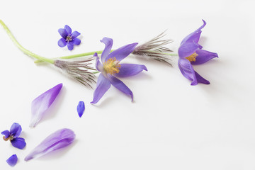 Spring violet flowers on a white background