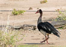 Spur Winged Goose (Plectropterus Gambensis) Walking On The Open Plains In South Luangwa National Park, Zambia