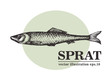 Hand drawn sketch seafood vector vintage illustration of sprat fish. Can be use for menu or packaging design. Engraved style. Vintage illustration.