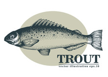 Hand Drawn Sketch Seafood Vector Vintage Illustration Of Trout Fish. Can Be Use For Menu Or Packaging Design. Engraved Style. Vintage Salmon Illustration.