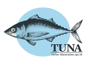 Hand drawn sketch seafood vector vintage illustration of tuna fish. Can be use for menu or packaging design. Engraved style. Vintage illustration.