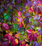 Fototapeta  -  Wild grapes in autumn, golden autumn. Background. Multicolored paint of autumn.