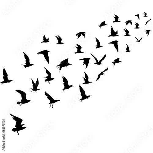 Silhouettes of flying birds Stock Vector | Adobe Stock