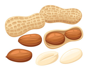 Vector illustration set of peanuts isolated on white background. Design template in EPS10.