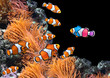 © frenta - Flock of standard clownfish and one colorful fish