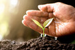 Seedlings are growing As the hands of men are watering, ecology concept.