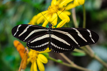 Zebra Longwing Butterfly,  Heliconius Charithonia, Nectaring In Yellow Flowers