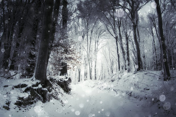 Wall Mural - snow falling in cold forest in winter
