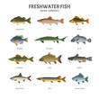 Freshwater fish set. Vector illustration of different types of fish, such as Largemouth Bass, Trout, Perch, Bluegill, Sturgeon, Drum, Walleye, Carp, Pike, Roach Fish and Catfish. Isolated on white.