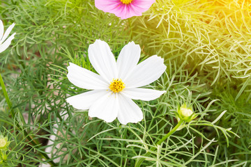 Wall Mural - lovely white flower cosmos on tree with green leaf for nature background