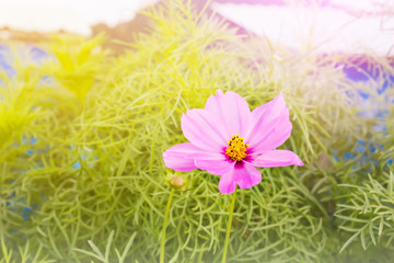 Wall Mural - Lovely one flower cosmos on tree with green leaf in dreamy colour