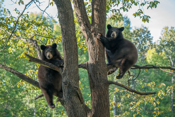 Wall Mural - two cubs in tree 3