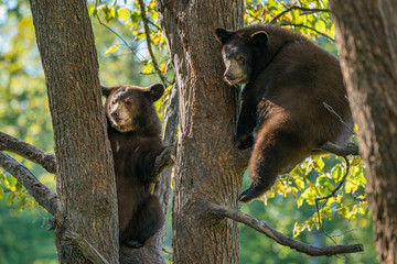 Wall Mural - two cubs in tree 2