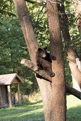 Wall Mural - bear cub in tree