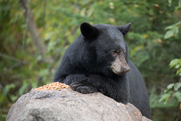 Wall Mural - bear with crossed paws