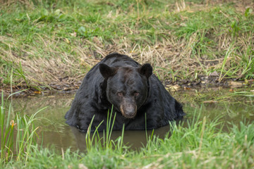 Wall Mural - black bear in creek
