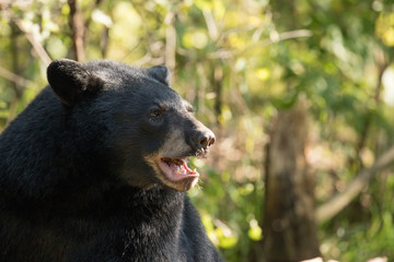 Wall Mural - adult black bear