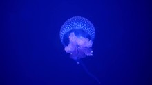 Blue Moon Jellyfish (Aurelia Aurita Or Saucer Jelly) Swimming In Ocean