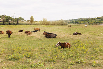 Wall Mural - Herd of cows. Cows on the field