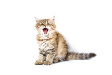 Fluffy British Longhair Cat Isolated On A White Background