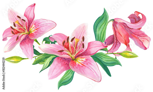Fotomural Pink lilies.Floral Illustration
