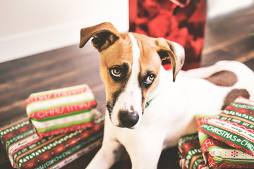 Wall Mural - Christmas dog surrounded by presents