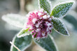 Blumen im Winter frostig - mit Schnee gefroren raureif
