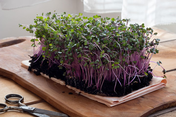 Wall Mural - Red cabbage microgreens on a wooden table