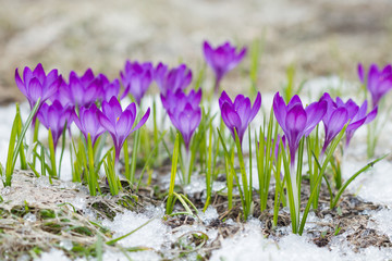 Poster - Violet crocuses in the snow