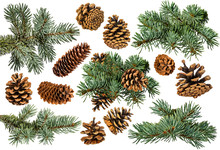 Brown Pine Cone On White Background With Clipping Pass