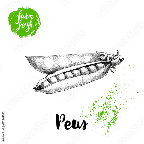 Hand Drawn Sketch Pea Pod Group Farm Fresh Vegetables Vector